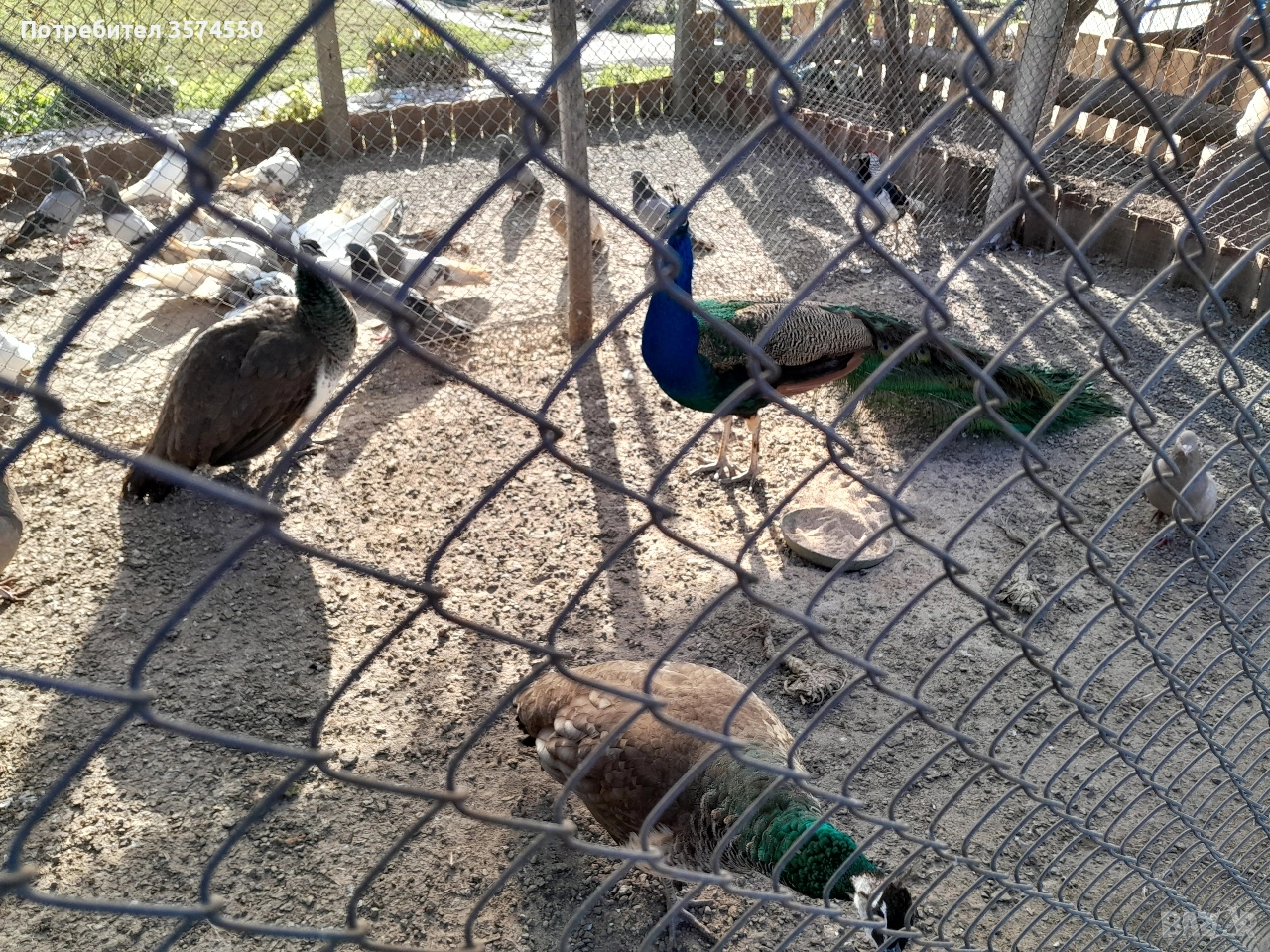 Продавам Пауни, снимка 1