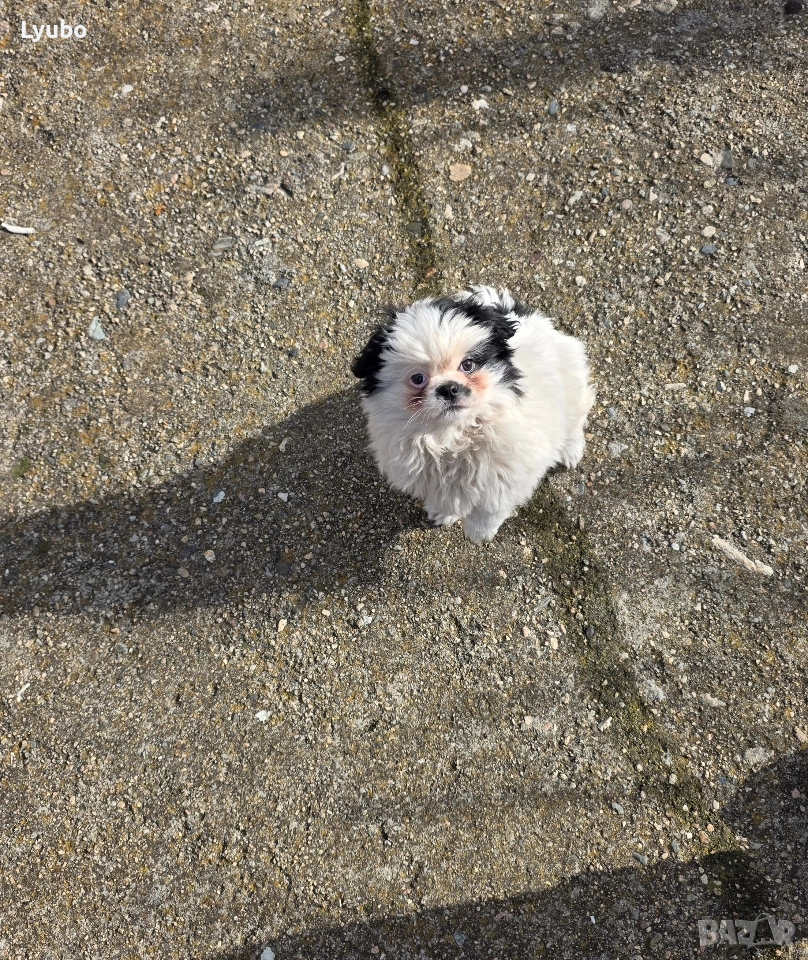 Пекинез , снимка 1