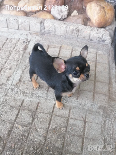 Сладки мини чихита, снимка 1