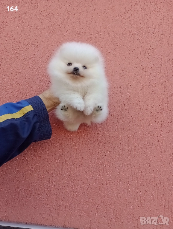 Бял мъжки Померан. Реални снимки !!!, снимка 1