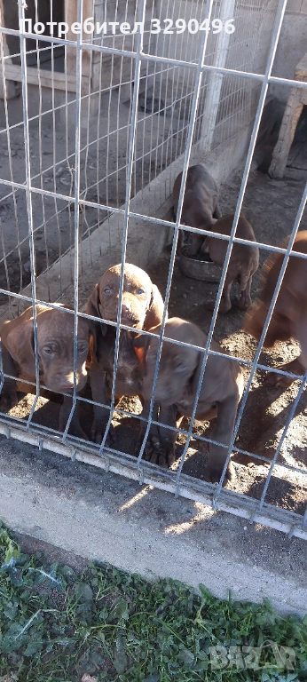 Малки курцхаари , снимка 1