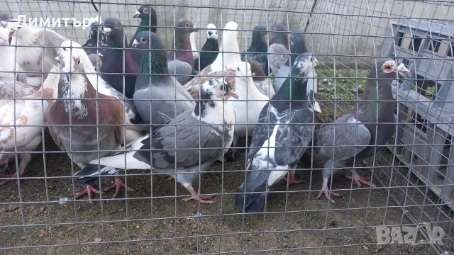 Продавам гълъби Пощенски и храначи 2.50 евро 