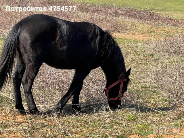 Каракачанска, снимка 7 - Коне - 53701803