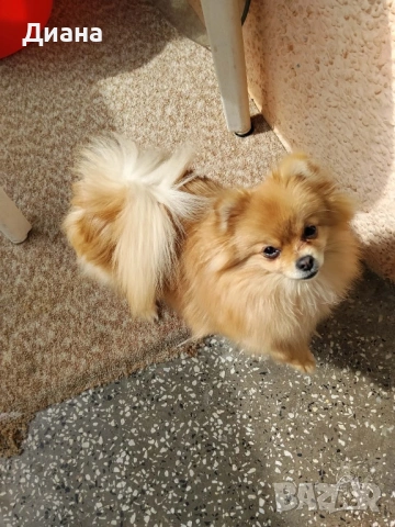 Померан мини шпиц