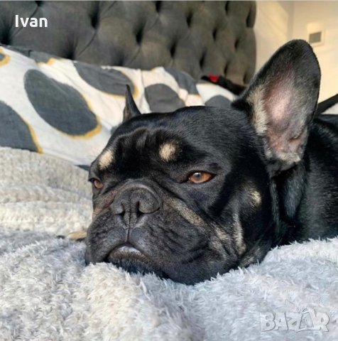 Френски Булдог , снимка 4 - Френски булдог - 35633321