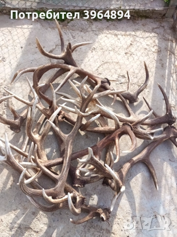 рога от благороден елен 