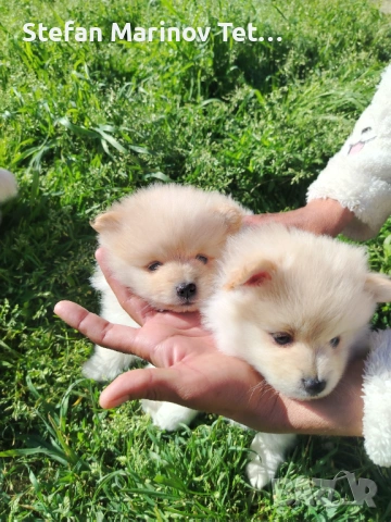 Померани малки кучета, снимка 8 - Померан - 54328337