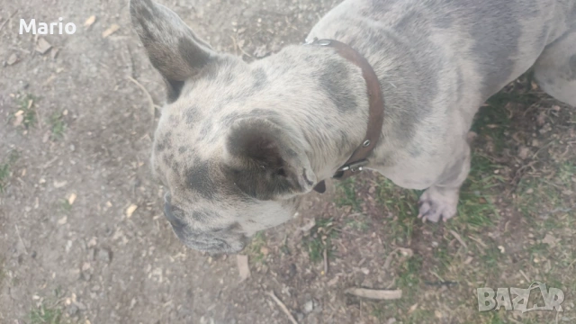 Френски Булдог, снимка 3 - Френски булдог - 53883096