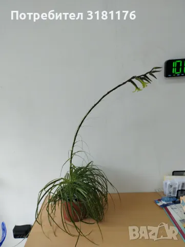 Продавам Пуя Мирабилис, снимка 5 - Стайни растения - 40979038