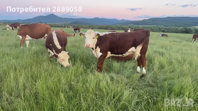 Херефорд 15бр женски , снимка 2 - Крави - 56260743