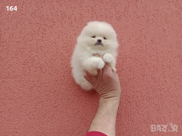 Чисто бели мини Померани. Реални снимки !!!, снимка 7 - Померан - 53883222