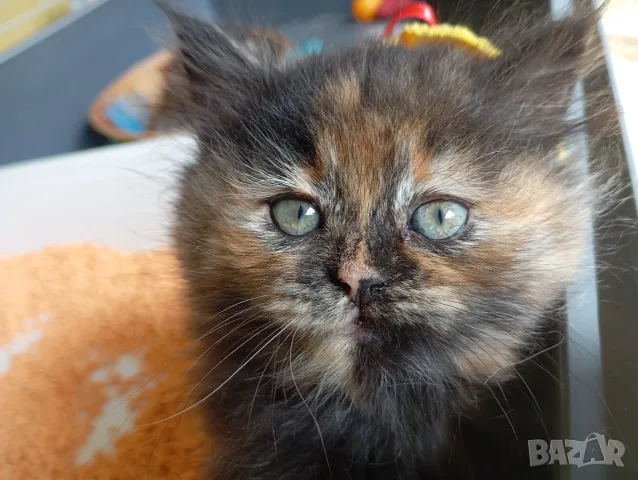 Пухкаво коте, момиче, 2м, сибирка, котенце, котка, костенуркова окраска