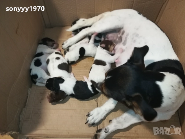 ДЖАК РЪСЕЛ-КУЧЕНЦА 2208250727, снимка 9 - Джак ръсел териер - 51449340