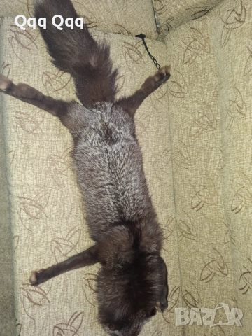 Лисича яка- като нова, снимка 3 - Шалове - 51967660