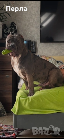 Американско Були ХЛ за разплод, снимка 9 - Други - 48276659