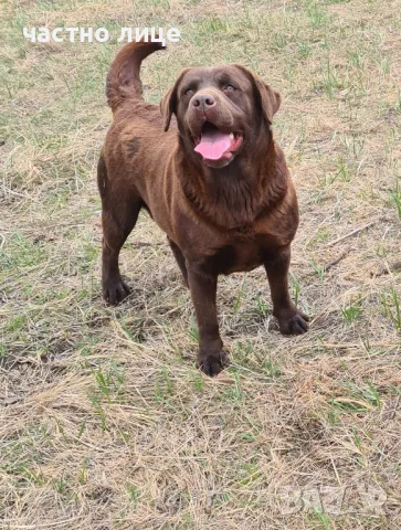 шоколадов лабадор , снимка 1