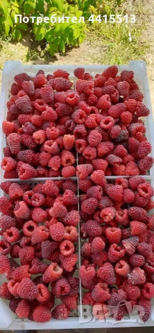 Разсад Ягоди и Малини, снимка 5 - Градински цветя и растения - 54187219