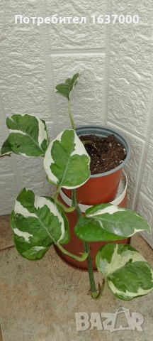 Епипремнум N'joy 