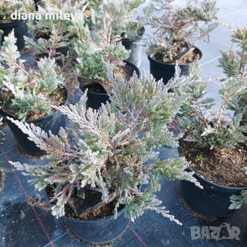 Хвойна Блу Чип, Juniperus hor. Blue Chip , снимка 9 - Градински цветя и растения - 39298508