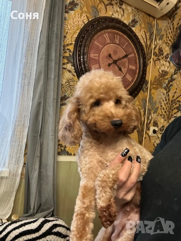 Мини пуделчета, снимка 11 - Пудели - 52762580