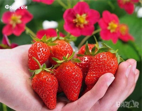 Разсад Ягода - Налични 24 сорта , снимка 2 - Разсади - 34870259