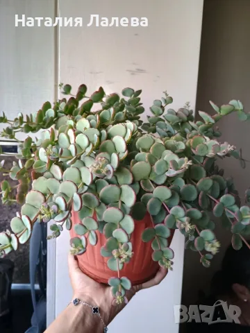Седум Сиеболди, Sedum sieboldii