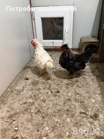 Продавам декоративни кокошки, снимка 8 - Кокошки и пуйки - 52585183