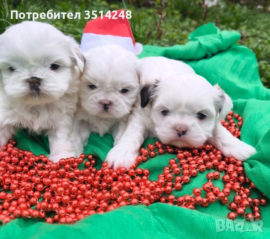 Ши тцу , снимка 4 - Ши Тцу - 52638729