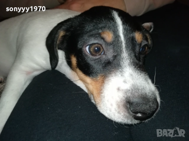 ДЖАК РЪСЕЛ-БЛАГА МУЦУНКА ЖЕНСКО НА 3 МЕСЕЦА 2510252107, снимка 3 - Джак ръсел териер - 52180647