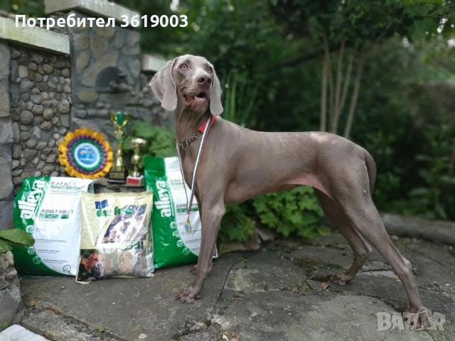 Ваймаранери , снимка 16 - Ваймаранер - 54205375