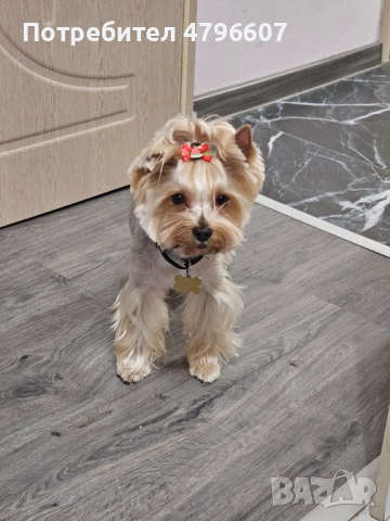 Търсим партньорка, снимка 2 - Йоркширски териер - 54190242