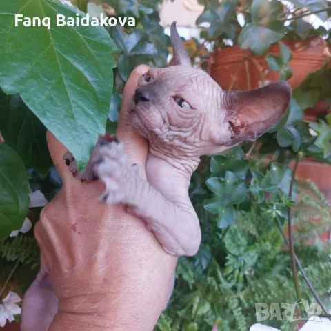 Котка порода сфинкс, снимка 3 - Сфинксове - 55954475