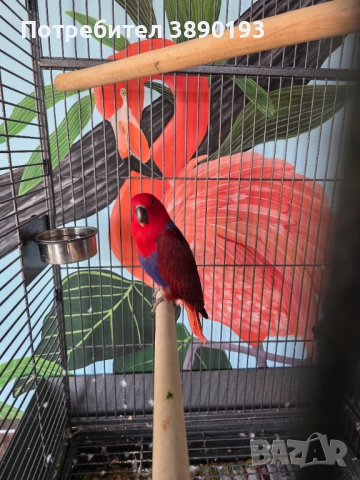 Женски еклектус , снимка 8 - Папагали - 52262485