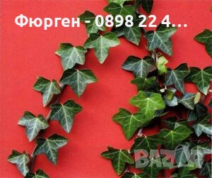 Бръшлян - Хедера обикновен (Hedera), снимка 3 - Разсади - 51007753