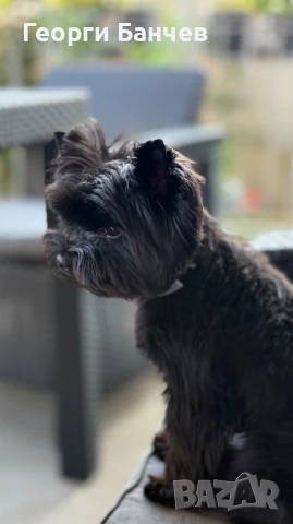 черно йорки си търси партньорка, снимка 3 - Търси партньор - 50923627