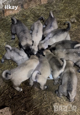 Елитни Кангалчета