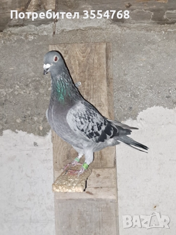 Продавам спортни гълъби , снимка 6 - Гълъби - 52022600
