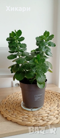 Каланхое без цвят, снимка 2 - Стайни растения - 53785384