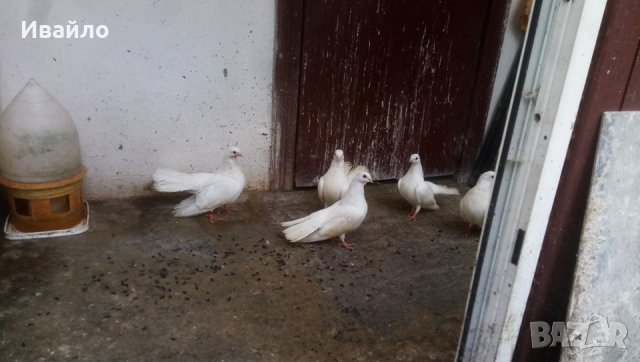 Бели гълъби старозагорски, снимка 6 - Гълъби - 31661069