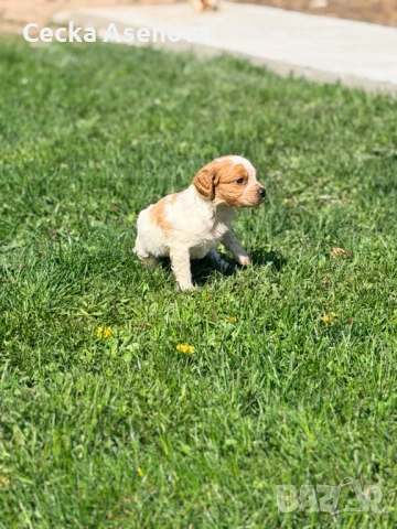  бретон шпаньол, снимка 4 - Бретон шпаньол - 54172219