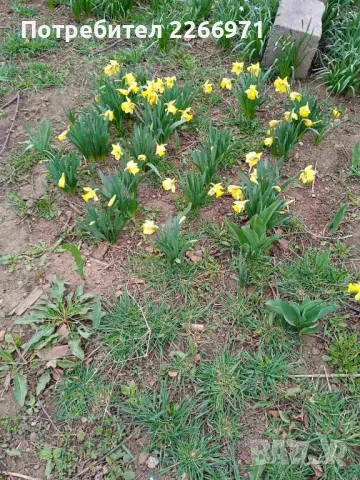 Луковици от нарциси, снимка 2 - Градински цветя и растения - 50284423