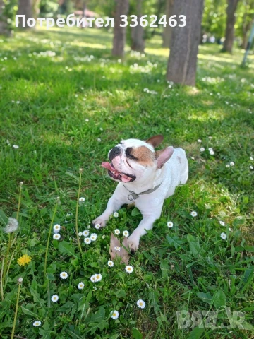 Френски булдог търси дама , снимка 2 - Търси партньор - 50509412