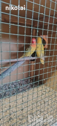 Двойка Неразделки , снимка 2 - Папагали - 53911654