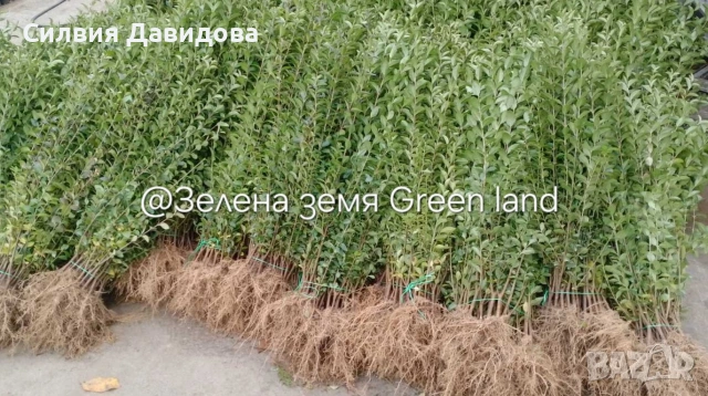 Лигуструм Овалифолиум за жив плет на гол корен, снимка 8 - Градински цветя и растения - 53931658