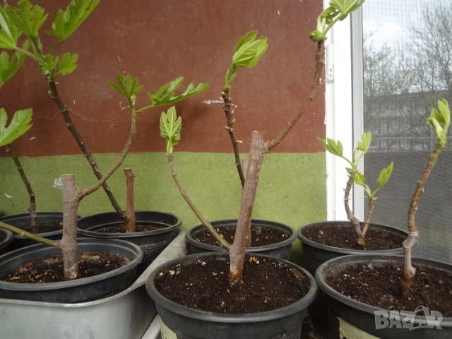 Смокини - 2 сорта - Блек Мишън и Брънсуик, снимка 12 - Разсади - 54092194