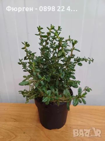 Цеанотусът (Ceanothus) или калифорнийският люляк Налични 3 вида, снимка 8 - Разсади - 49943995