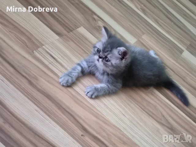 Персийчета момче момиче, снимка 6 - Персийска - 55774759