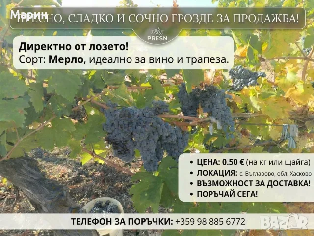 продавам грозде 