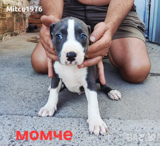 Pitbul-Питбул-Pitbul, снимка 5 - Питбул - 55892121