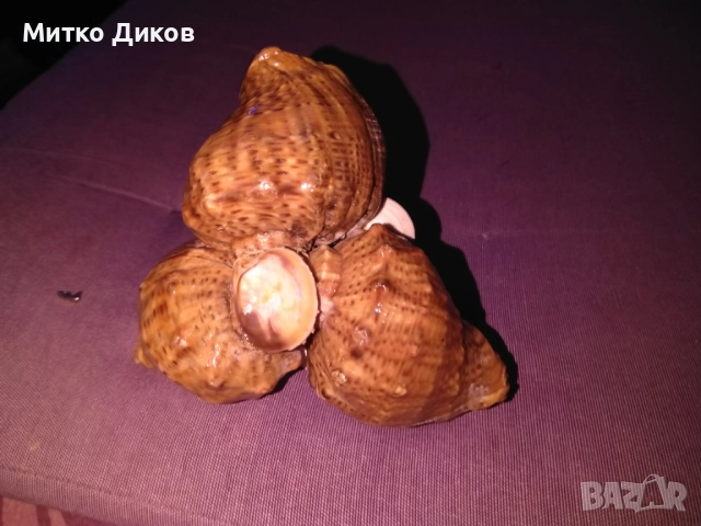 Пепелник от рапани нов става и за сувенир, снимка 3 - Декорация за дома - 52456248